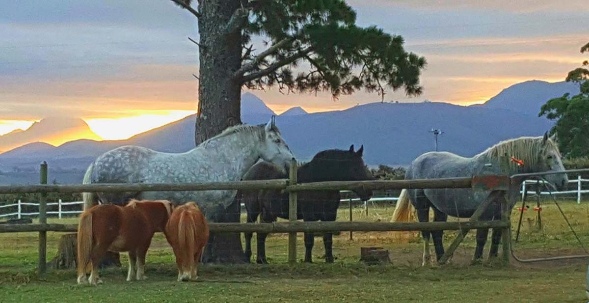 Outeniqua Moon Percheron Stud Farm Ruiterbos Exterior photo