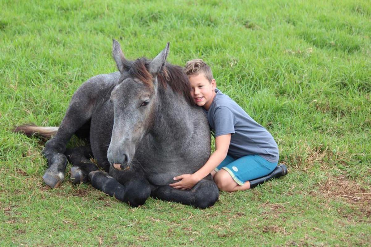 Outeniqua Moon Percheron Stud Farm Ruiterbos Exterior photo