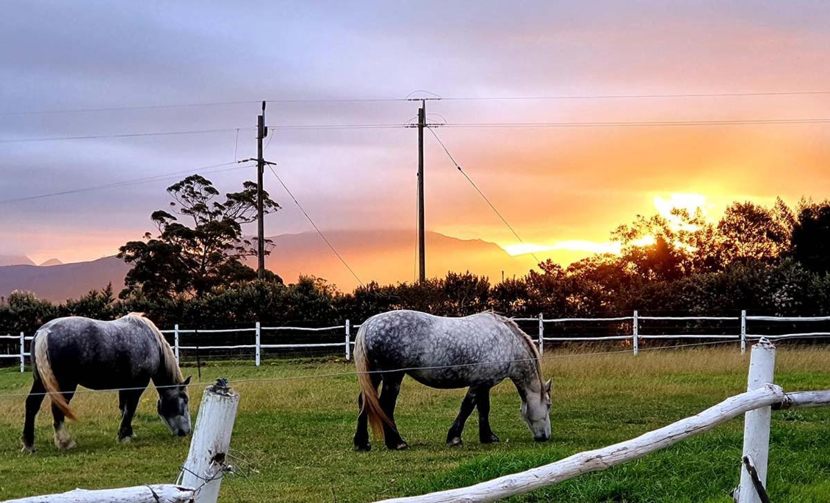 Outeniqua Moon Percheron Stud Farm Ruiterbos Exterior photo