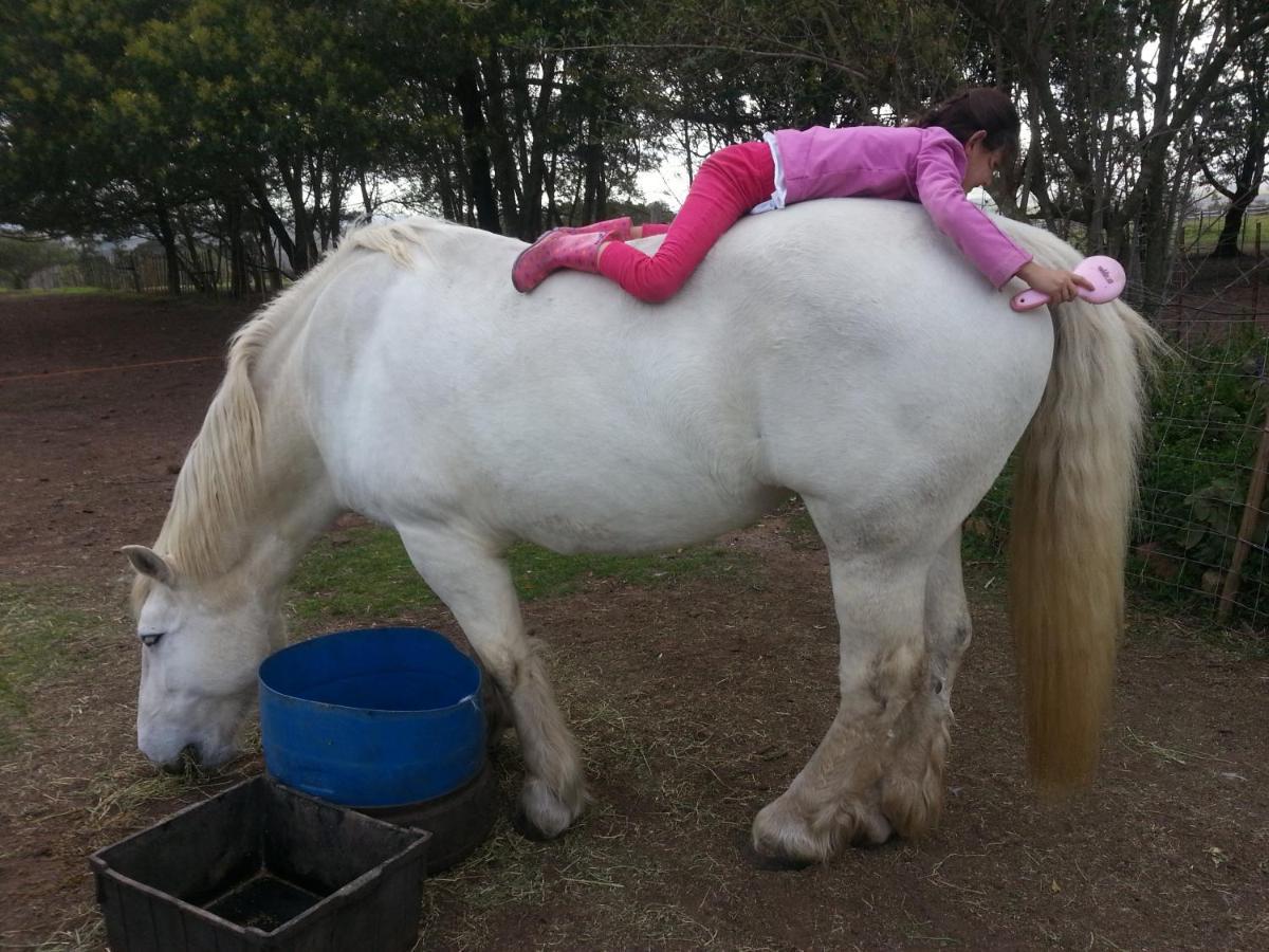 Outeniqua Moon Percheron Stud Farm Ruiterbos Exterior photo